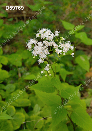 Ageratina altissima (White Snakeroot, Eupatorium rugosum)